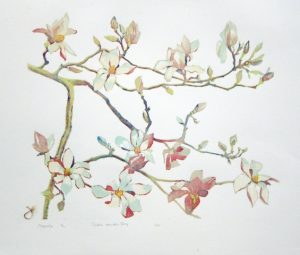 Magnolia