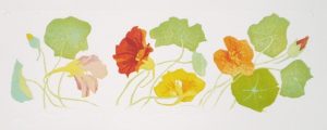 Oost Indische kers / Nasturtium