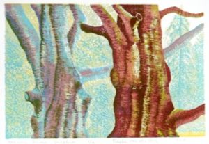 geknotte beuken / pollard beeches